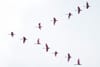 Bird migration: photo by Julia Craice on Unsplash